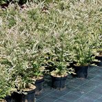 Vŕba japonská (Salix integra) ´HAKURO NISHIKI´ - výška 30-50 cm, kont. C3L